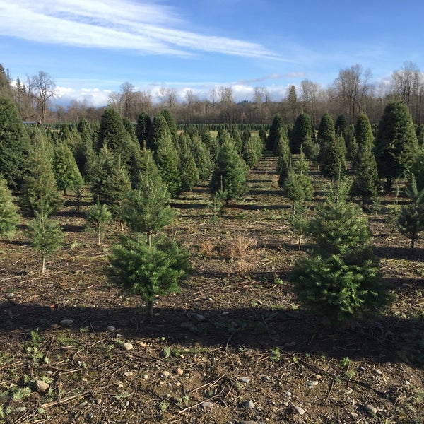 28 best christmas tree farms near denver christmas 28 best christmas tree farms near denver christmas