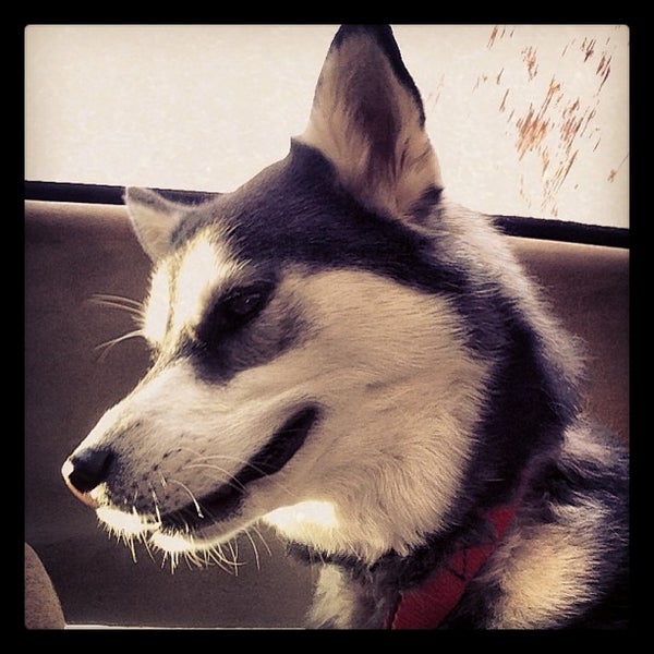 Barker Field Dog Park Carillon Richmond, VA