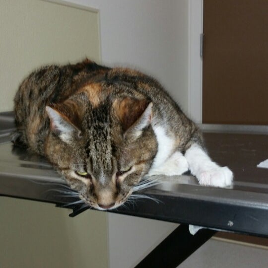 Value Pet Clinic Renton 1 tip from 100 visitors