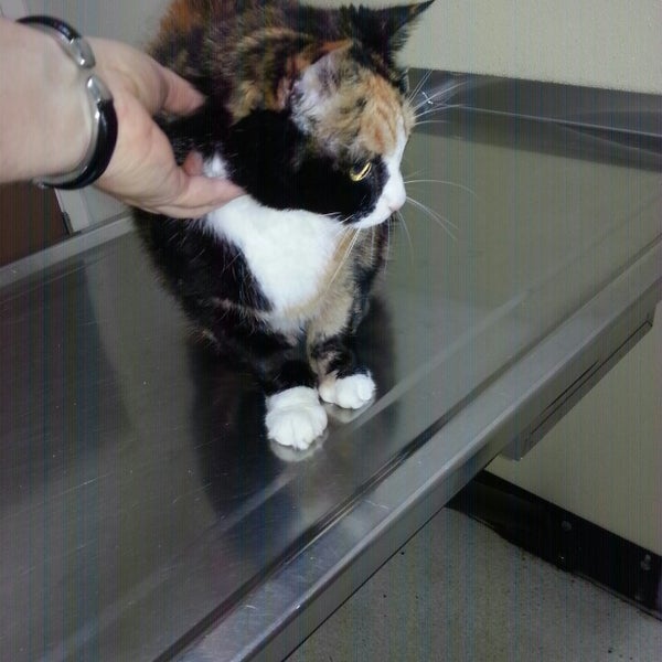 Value Pet Clinic Renton 1 tip from 100 visitors