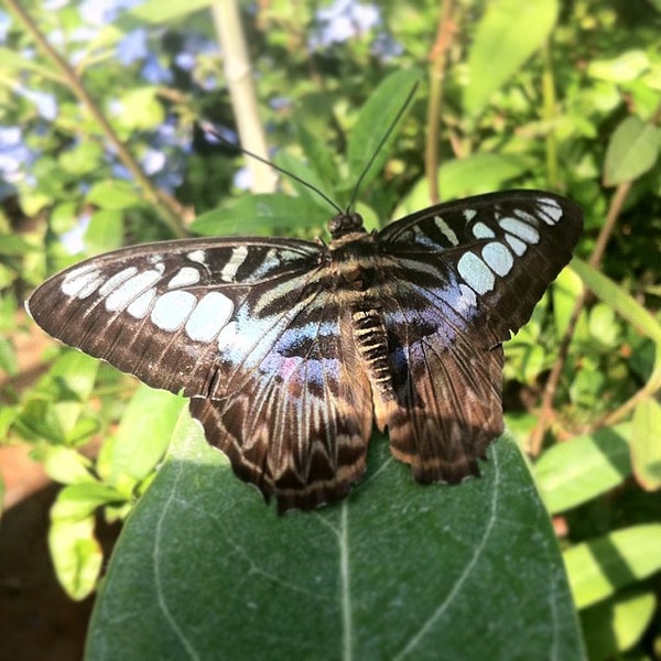 Butterfly Dome STL Zoo