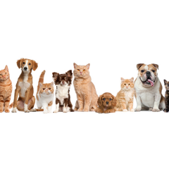 cat and dog hospital of columbia cat and dog hospital of columbia