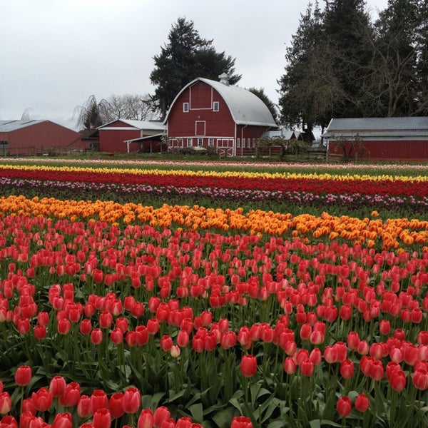 Photos at Tulip Town - Mount Vernon, WA