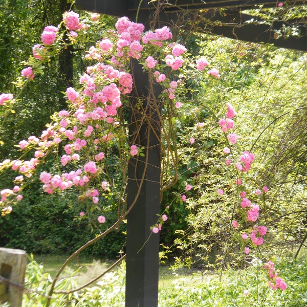 Americanrose Society