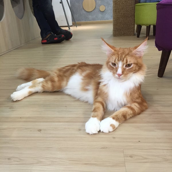 CATS Cafe  JB Cats At Their Sanctuary 31A Jalan Abdul 