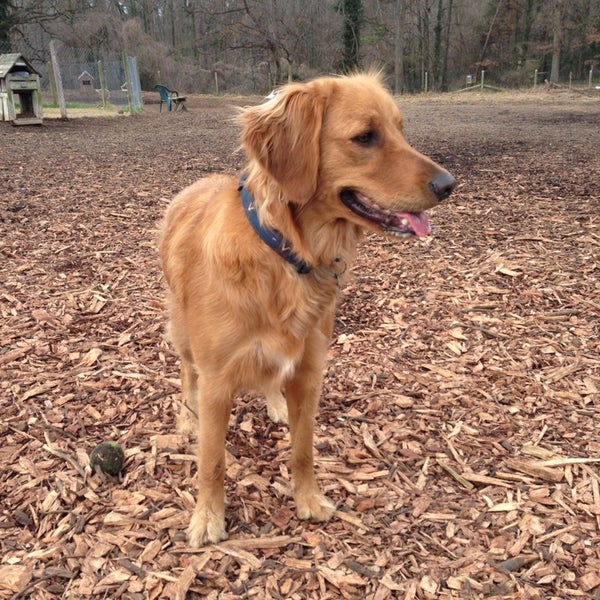 Barker Field Dog Park Carillon Richmond, VA