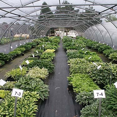 Photos At Plant Delights Nursery Inc Juniper Level 2 Tips Photo Taken At Plant Delights Nursery Inc By