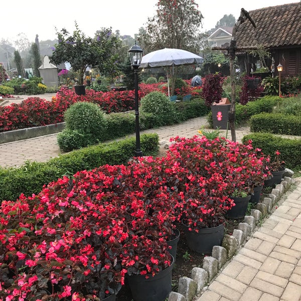  Taman  Bunga  Begonia  Garden