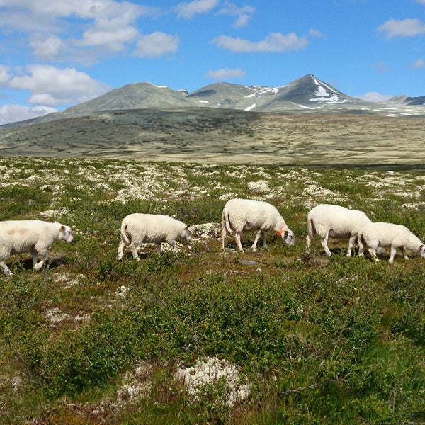 Rondane Nasjonalpark - 3 tips from 59 visitors