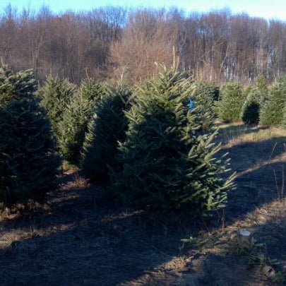 hart christmas tree farm granja en rockford hart christmas tree farm granja en rockford