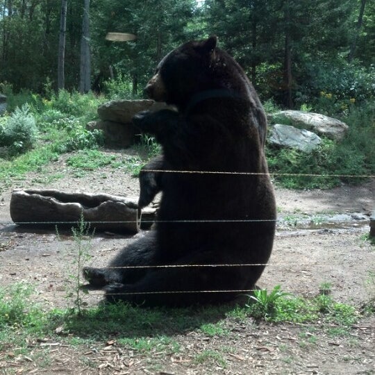 Bear center