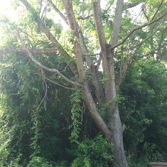 Leprechaun Tree Mobile, AL