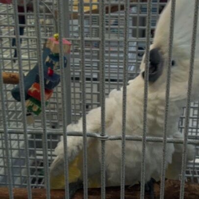 bird fever castleton indianapolis in bird fever castleton indianapolis in
