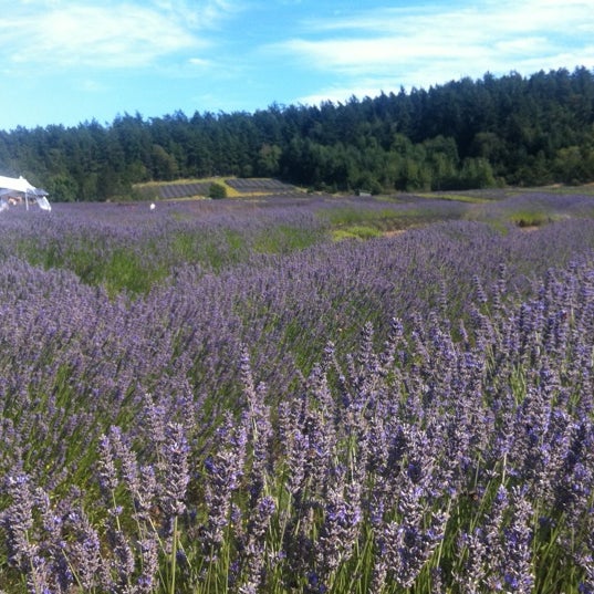 Pelindaba Lavender Farm - Farm