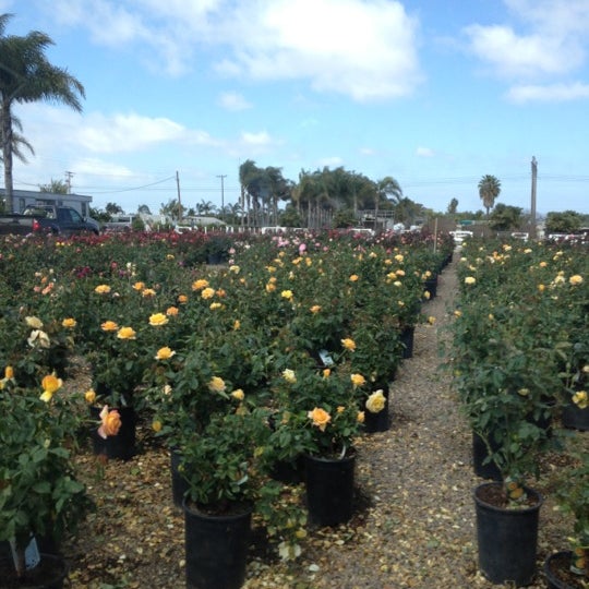 Photos At Miramar Whole Nursery San Go Ca Photo Taken At Miramar Whole Nursery By Danielle D On 5 3 2017