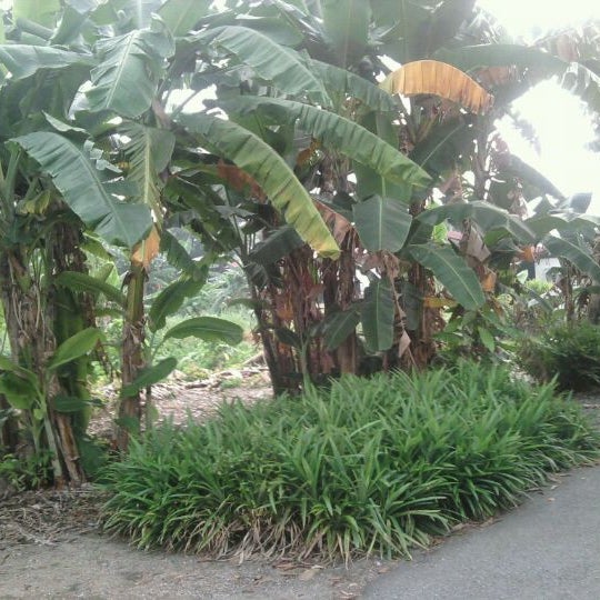 Pokok Pisang Dan Pandan Scenic Lookout