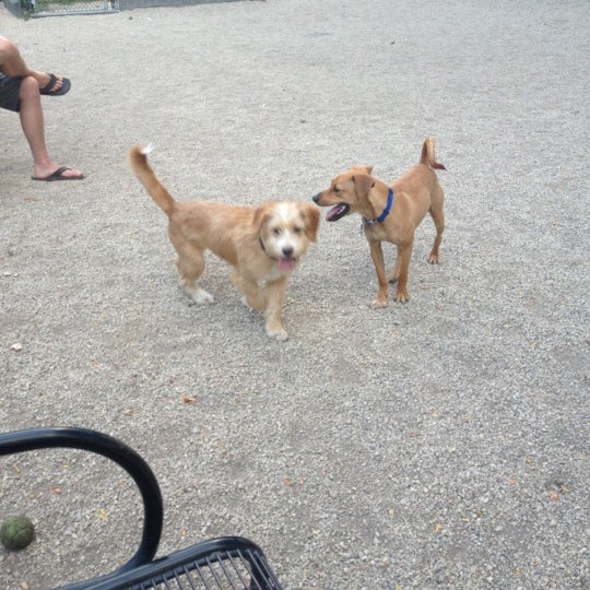 Hamlin Dog Park Roscoe Village 10 tips