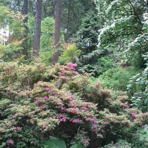 weyerhaeuser rhododendron and bonsai gardens federal wayの植物園 weyerhaeuser rhododendron and bonsai gardens federal wayの植物園