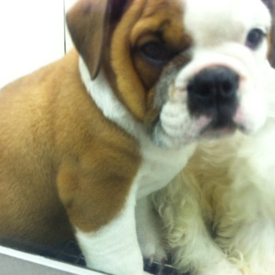 Petland Pet Store in Pensacola