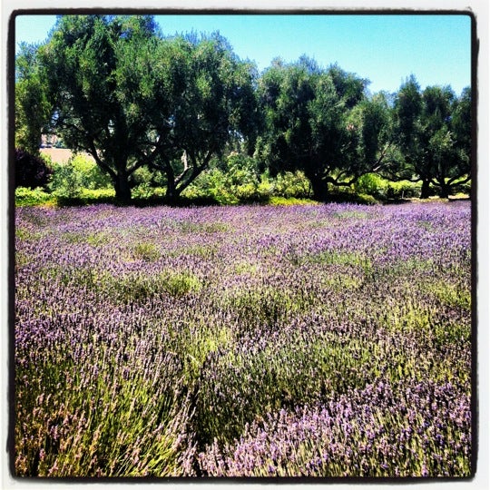 Clairmont Lavender Farm - 2480 Roblar Ave.