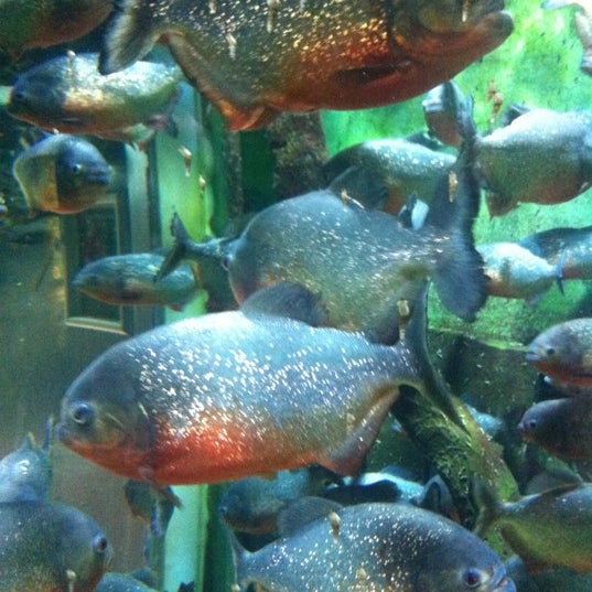 Oceanarium, The Bournemouth Aquarium Aquarium in Bournemouth