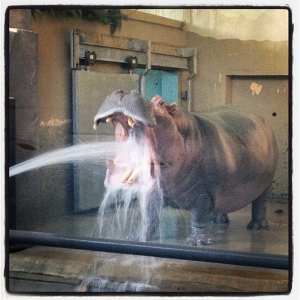 Dohmen Family Foundation Hippo Home - Zoo Exhibit in Zoo