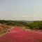 芝ざくら公園