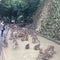 高崎山自然動物園