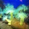 京都大学白浜水族館