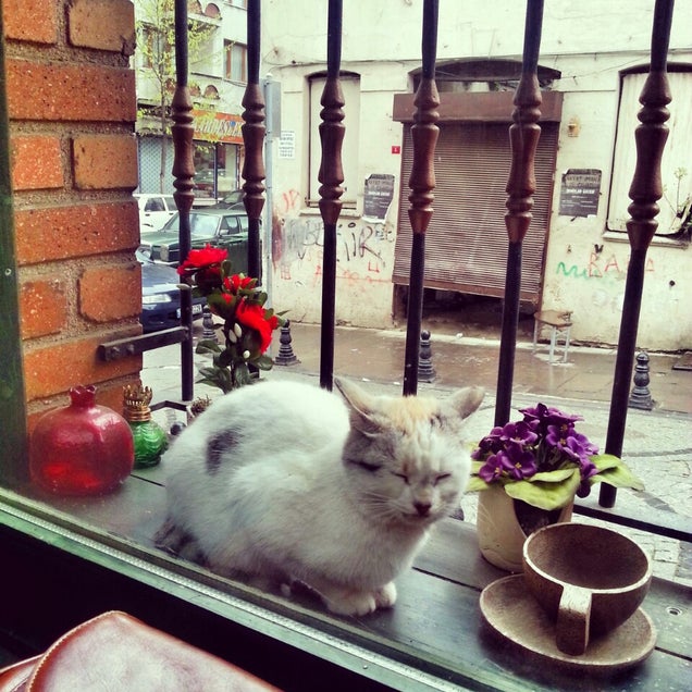 kahvaltı fotoğrafı