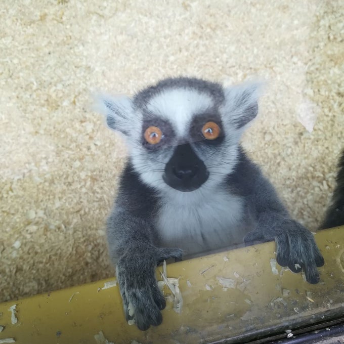 lemūrs ēlandes zoo