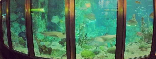 Best Aquarium | The 15 Best Places For Aquariums In Chicago Best Aquarium | The 15 Best Places For Aquariums In Chicago