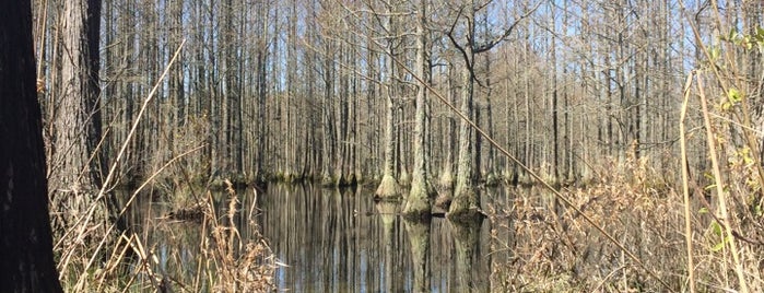 carvers creek location wooley swamp song