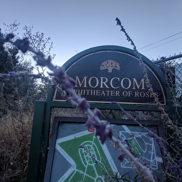 morcom rose garden oakland