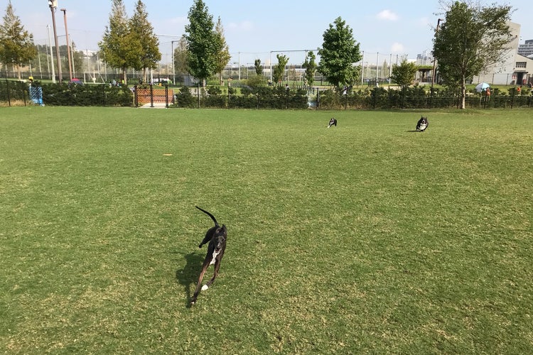 新横浜公園ドッグラン 神奈川県 こころから