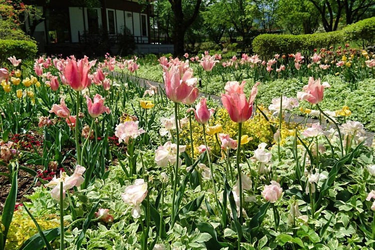 花の駅 美野原 群馬県 こころから