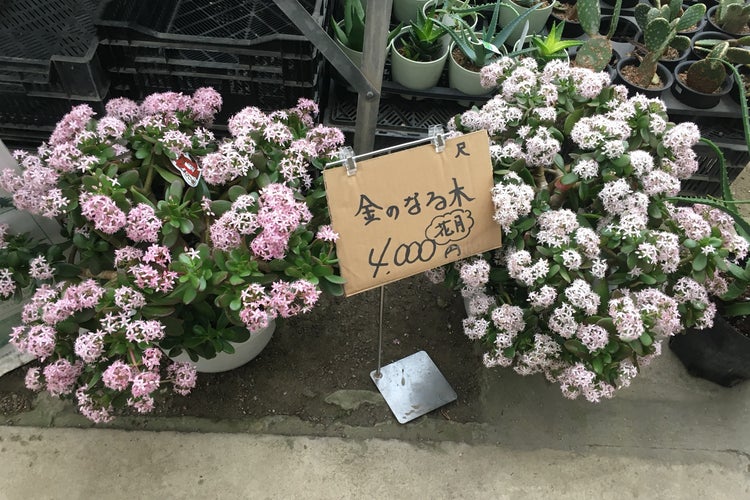 久山植木 本店 福岡県 こころから