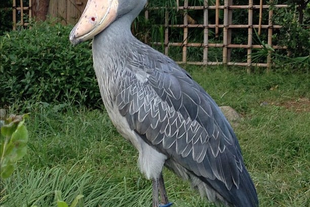 ハシビロコウ 上野動物園 東京都 こころから