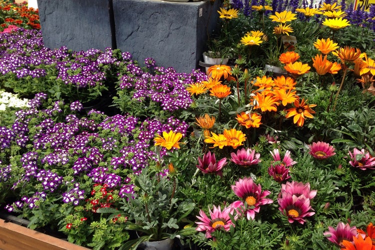 グリーンファーム 戸塚深谷店 神奈川県 こころから