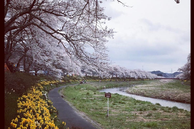 千本桜 福島県 こころから