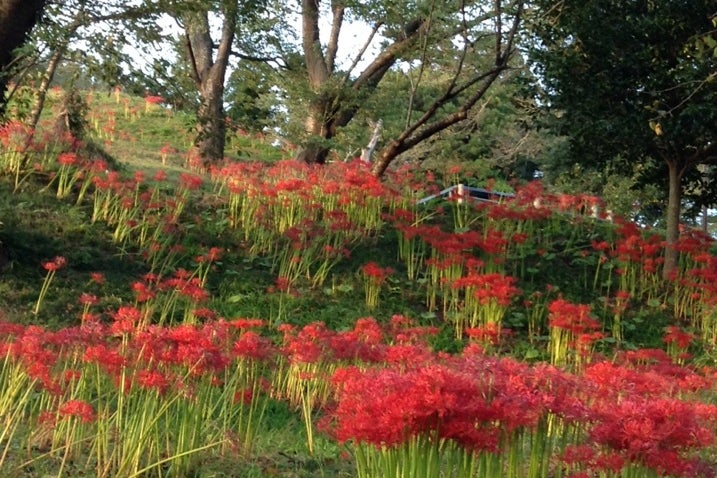 羽黒山公園 宮城県 こころから