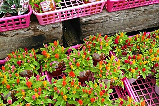 花ひろば 三重県 こころから