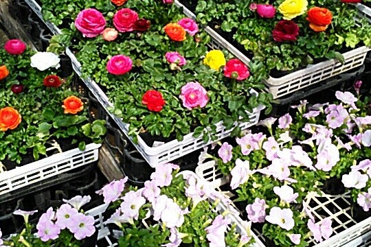 花ひろば 三重県 こころから