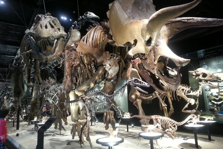 博物館 御船 恐竜 【御船恐竜博物館】熊本で恐竜みた感想、口コミ＠子どもマジ泣き。│熊本ポータル！くまライク