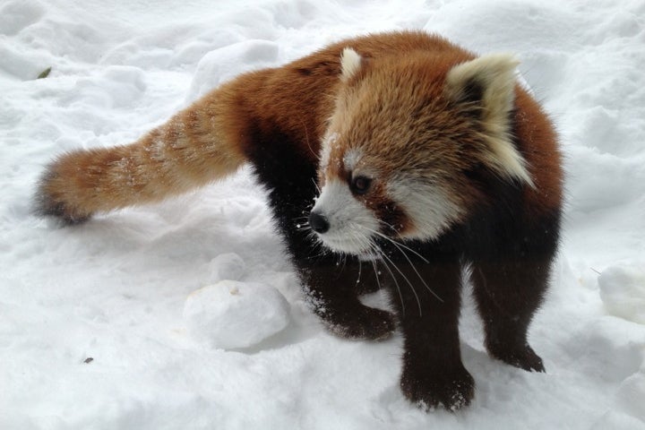 円山動物園 北海道 こころから