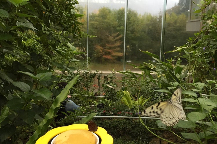 石川県ふれあい昆虫館 石川県 こころから