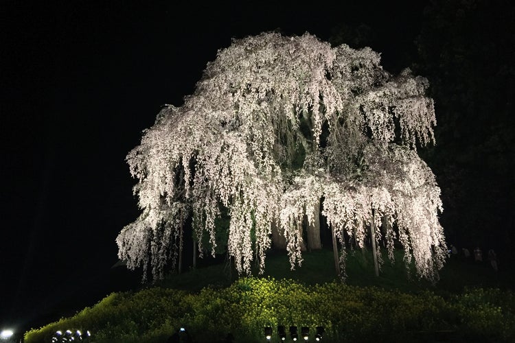 合戦場のしだれ桜 福島県 こころから