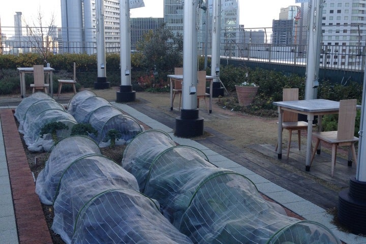 天空の農園 大阪府 こころから