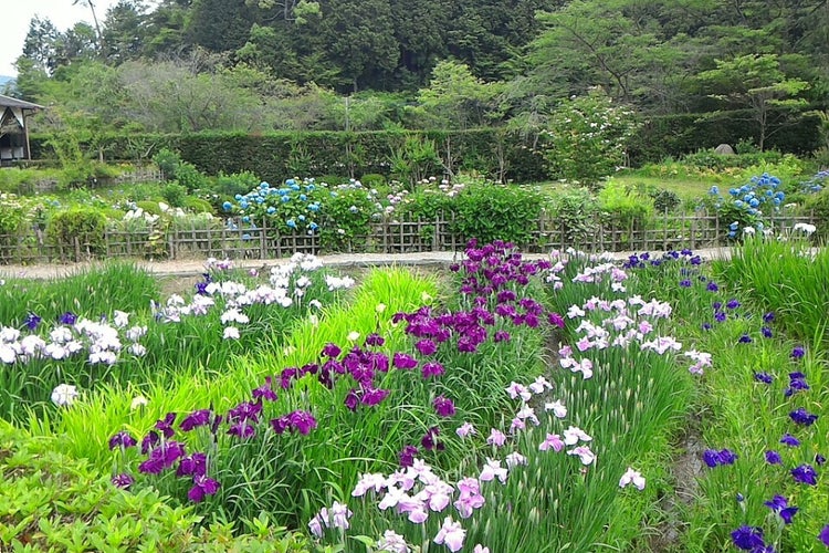 花の郷滝谷花しょうぶ園 奈良県 こころから