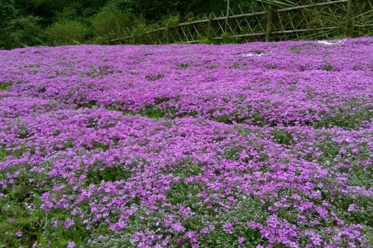 花の郷滝谷花しょうぶ園 奈良県 こころから